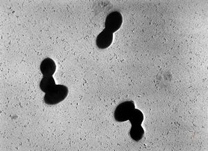 Pneumococcus